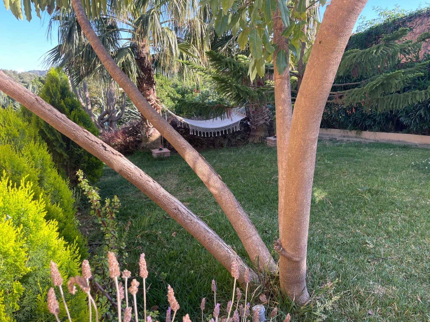 Trädgården på Casa Eden: en vit hängmatta med fransar mellan palmer, sedd mellan släta ljusa trädstammar, med gräsmatta, lavendel i förgrunden och skogklädda kullar bortom.